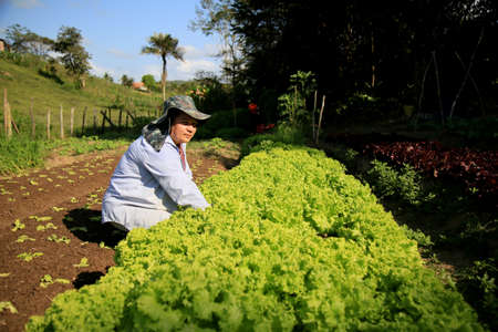 mata de sao joao, bahia / brazil - september 29, 2020: farmer is seen in a vegetable garden in the countryside in the city of Mata de Sao Joao.のeditorial素材