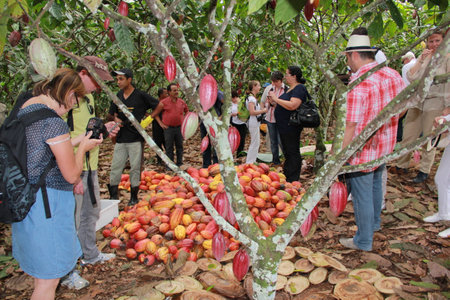 ilheus, bahia / brazil - july 3, 2012: Tourists observe cocoa crop on farm in the city of Ilheus. The fruit is used for chocolate production.のeditorial素材