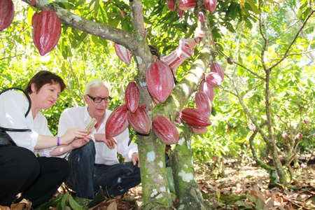 ilheus, bahia / brazil - july 3, 2012: Tourists observe cocoa crop on farm in the city of Ilheus. The fruit is used for chocolate production.のeditorial素材