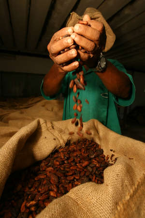 ilheus, bahia / brazil - november 21, 2011: employees of a cocoa plantation farm are seen during fruit processing for the production of chocolate in the city of Ilheus, in southern Bahia.のeditorial素材