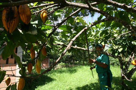 ilheus, bahia / brazil - november 21, 2011: employee of a cocoa plantation farm is seen during harvest of the fruit for the production of chocolate in the city of Ilheus.のeditorial素材