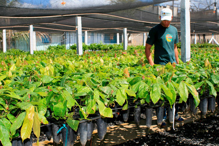 itamaraju, bahia / brazil - september 4, 2008: nursery of cocoa seedlings resistant to brucha broomのeditorial素材
