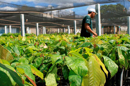 itamaraju, bahia / brazil - september 4, 2008: nursery of cocoa seedlings resistant to brucha broomのeditorial素材