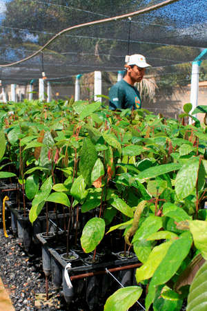 itamaraju, bahia / brazil - september 4, 2008: nursery of cocoa seedlings resistant to brucha broomのeditorial素材