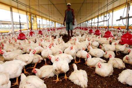 eunapolis, bahia / brazil - october 23, 2009: Raising chicken on a farm in the city of Eunapolis.のeditorial素材