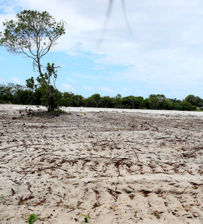 mata de sao joao, bahia - november 2, 2020: aerial view of the deforestation area in native forest for the construction of a residential condominium in the Praia do Forte region.のeditorial素材