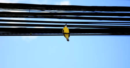salvador, bahia / brazil - july 4, 2020: bird is seen resting on wires of the electric network of the city of Salvador.の写真素材
