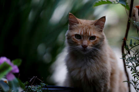 Cat is seen in a public square garden
