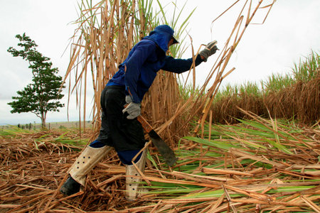 teixeira de freitas, bahia / brazil - november 12, 2008: worker is seen on harvesting sugar cane in a crop in the city of Teixeira de Freitas.のeditorial素材