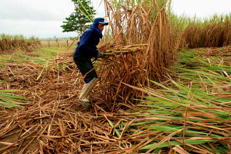 teixeira de freitas, bahia / brazil - november 12, 2008: worker is seen on harvesting sugar cane in a crop in the city of Teixeira de Freitas.のeditorial素材