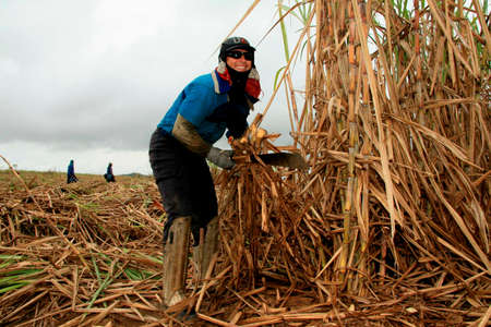 teixeira de freitas, bahia / brazil - november 12, 2008: worker is seen on harvesting sugar cane in a crop in the city of Teixeira de Freitas.のeditorial素材