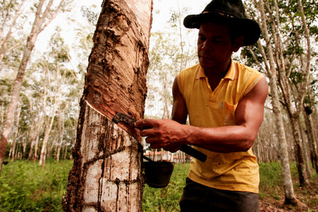 itabela, bahia / brazil - june 2, 2010: Rural worker extracts tree latex for rubber production in...