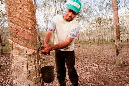 itabela, bahia / brazil - june 2, 2010: Rural worker extracts tree latex for rubber production in the city of Itabela.のeditorial素材