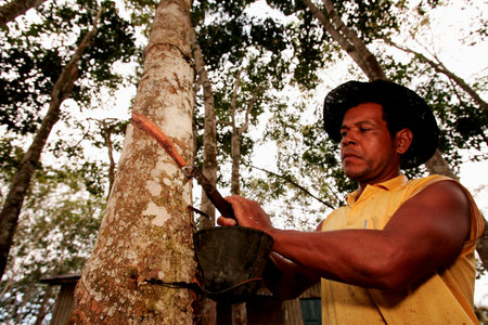 itabela, bahia / brazil - june 2, 2010: Rural worker extracts tree latex for rubber production in the city of Itabela.のeditorial素材