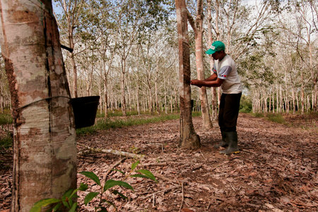 itabela, bahia / brazil - june 2, 2010: Rural worker extracts tree latex for rubber production in the city of Itabela.のeditorial素材