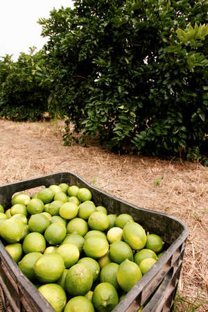 porto Seguro, bahia / brazil - june 4, 2010: Lemon harvest in plantation in the city of Porto Seguro.のeditorial素材