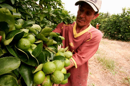 porto Seguro, bahia / brazil - june 4, 2010: Lemon harvest in plantation in the city of Porto Seguro.のeditorial素材
