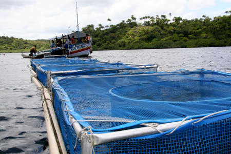 cairu, bahia / brazil - november 20, 2007: Person is seen during captive breeding tilapia fishing in the city of Cairu.のeditorial素材