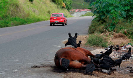 itabuna, bahia / brazil - june 19, 2012: Vultures are seen commending a dead horse's corpse on the BR 414 highway in the city of Itabuna. a danger to drivers on the road.のeditorial素材