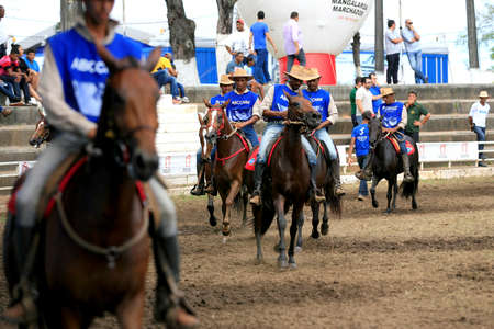 salvador, bahia / brazil - december 2, 2016: Race horse is seen during farming exhibition in Salvador city.のeditorial素材