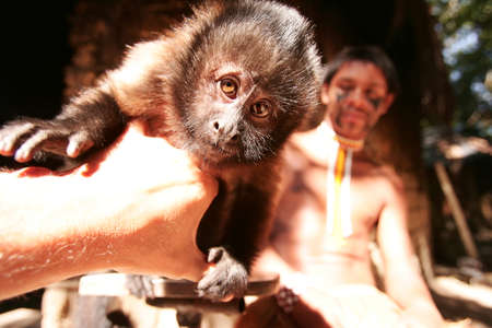 Porto Seguro, Bahia / Brazil - June 18, 2010: Pataxo Indians hold pet monkeys in Vila Jaquira in the city of Porto Seguro.のeditorial素材