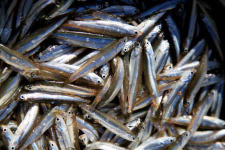 salvador, bahia / brazil - december 6, 2019: Fish fingerlings are seen at Farol da Barra Beach in Salvador city.の写真素材