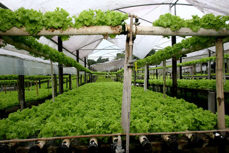 ilheus, bahia / brazil - january 30, 2012: Plantation of hydroponic lettuce in a garden of organic products in the municipality of Ilheus.のeditorial素材