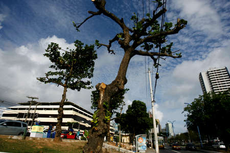 salvador, bahia / brazil - october 31, 2014: aggressive pruning on tree leaves on the street in the Itaigara neighborhood in the city of Salvador.のeditorial素材