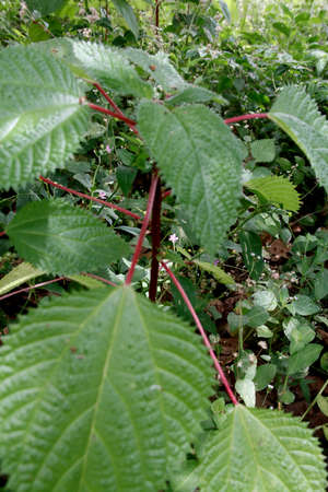 salvador, bahia / brazil - october 6, 2013: tiredness plant. The plant that produces burning on...