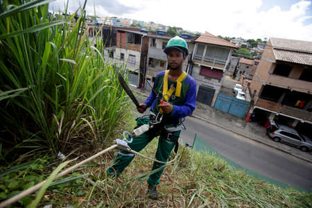 salvador, bahia / brazil - may 16, 2016: gari uses abseiling technique to cut bush on hillside in...
