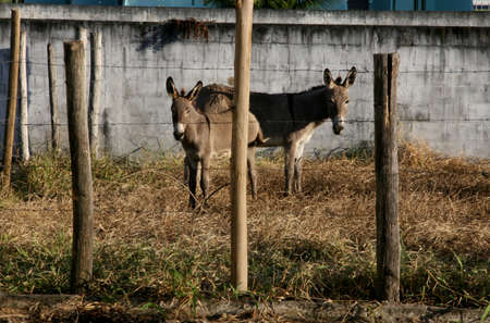 eunapolis, bahia / brazil - april 4, 2008: horses seized by the Zoonosis Control Center in the city of Eunapolis.のeditorial素材