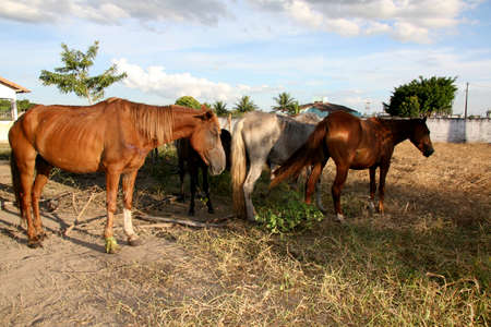 eunapolis, bahia / brazil - april 4, 2008: horses seized by the Zoonosis Control Center in the city of Eunapolis.のeditorial素材