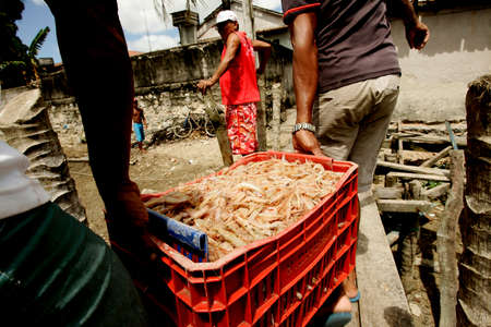 nova vicosa, bahia / brazil - july 8, 2009: fisherman shows shrimp caught in the sea in the Nova Vicosa region, in southern Bahia.のeditorial素材