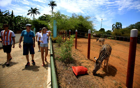 Salvador, Bahia, Brazil - December 30, 2015: People are seen near the Zebras area during visitanta at Salvador Zoo.のeditorial素材