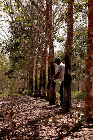 itabela, bahia / brazil - june 2, 2010: Rural worker extracts tree latex for rubber production in the city of Itabela.のeditorial素材