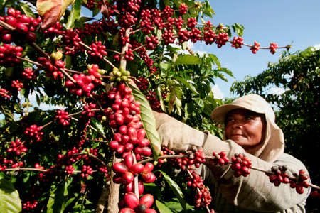 itabela, bahia, brazil - april 23, 2010: rural worker is seen during harvest of conilon coffee in the city of Itabela.のeditorial素材
