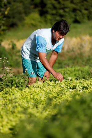 Mata de SÃ£o JoÃ£o, Bahia, Brazil - July 23, 2018: Person of Japanese descent working a farm in the city of Mata de SÃ£o JoÃ£o.のeditorial素材