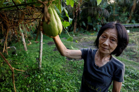 Mata de SÃ£o JoÃ£o, Bahia, Brazil - July 23, 2018: Person of Japanese descent working a farm in the city of Mata de SÃ£o JoÃ£o.のeditorial素材