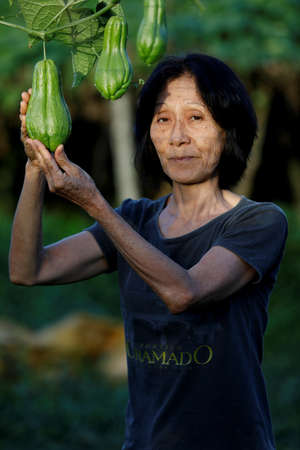 Mata de SÃ£o JoÃ£o, Bahia, Brazil - July 23, 2018: Person of Japanese descent working a farm in the city of Mata de SÃ£o JoÃ£o.のeditorial素材
