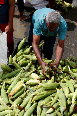 salvador, bahia, brazil - june 17, 2019: green corn for sale at the Sao Joaquim fair in the city of Salvador.のeditorial素材
