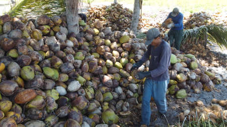 conde, bahia, brazil - october 7, 2021: a worker peels dried coconut fruit on a farm in the rural area of the municipality of Conde, north coast of Bahia.のeditorial素材