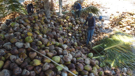 conde, bahia, brazil - october 7, 2021: a worker peels dried coconut fruit on a farm in the rural area of the municipality of Conde, north coast of Bahia.のeditorial素材