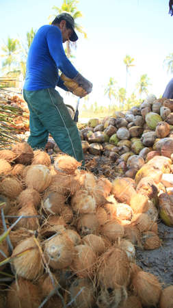 conde, bahia, brazil - october 7, 2021: a worker peels dried coconut fruit on a farm in the rural area of the municipality of Conde, north coast of Bahia.のeditorial素材