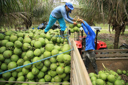conde, bahia, brazil - october 6, 2021: Green coconut harvest on a farm in the rural area of the municipality of Conde, north coast of Bahia.のeditorial素材