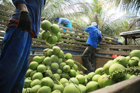 conde, bahia, brazil - october 6, 2021: Green coconut harvest on a farm in the rural area of the municipality of Conde, north coast of Bahia.のeditorial素材