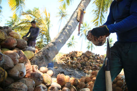 conde, bahia, brazil - october 7, 2021: a worker peels dried coconut fruit on a farm in the rural area of the municipality of Conde, north coast of Bahia.のeditorial素材