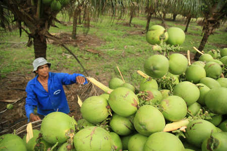 conde, bahia, brazil - october 6, 2021: Green coconut harvest on a farm in the rural area of the municipality of Conde, north coast of Bahia.のeditorial素材