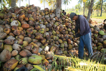 conde, bahia, brazil - october 7, 2021: a worker peels dried coconut fruit on a farm in the rural area of the municipality of Conde, north coast of Bahia.のeditorial素材