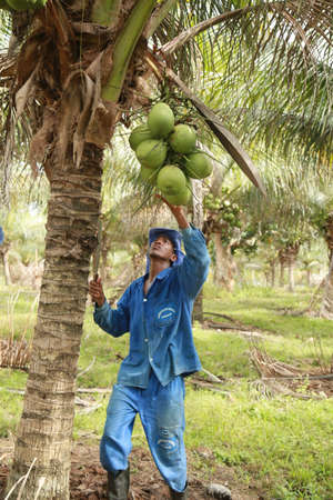 conde, bahia, brazil - october 6, 2021: Green coconut harvest on a farm in the rural area of the municipality of Conde, north coast of Bahia.のeditorial素材
