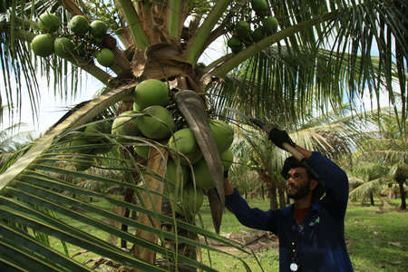 conde, bahia, brazil - october 6, 2021: Green coconut harvest on a farm in the rural area of the municipality of Conde, north coast of Bahia.のeditorial素材